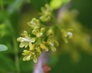 لیلکی سه خار،thorny locust